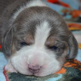 Champion Dad Idol - Blue tan and white male Beagle puppy in Spring Creek, Nevada from Badland Kennel