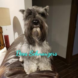 Remi - Miniature Schnauzer