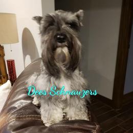 Remi - Miniature Schnauzer