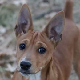 Henri - Rat Terrier