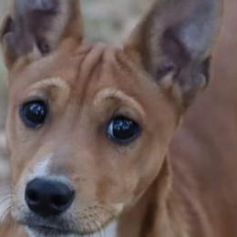 Henri - Rat Terrier