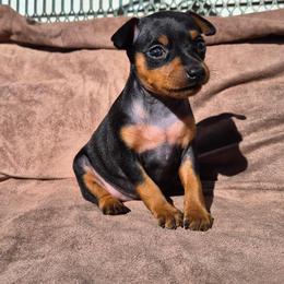 Red female. Ready May 13th. - Black and rust female Miniature Pinscher puppy in Mulberry, Florida from Keltic Kennels Miniature Pinschers