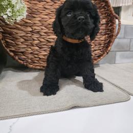 Toby - Black male Cocker Spaniel puppy in Corcoran, California from Sweetheart Cockers