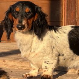 Jinx - Dachshund