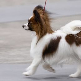 Papillons from JBar Papillons