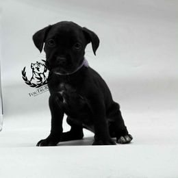 Purple - Black brindle female Cane Corso puppy in Laplace, Louisiana from Tou Tru kennel