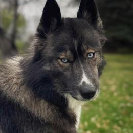 Eska - Siberian Husky