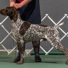 Derek - German Shorthaired Pointer