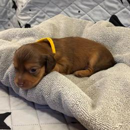 Rudolph - Chocolate male Dachshund puppy in Pearland, Texas from Texas Dachshund Dreams