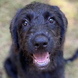 Violet - Labradoodle puppy in Easley, South Carolina from Moore than Dogs