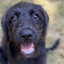 Violet - Labradoodle puppy in Easley, South Carolina from Moore than Dogs