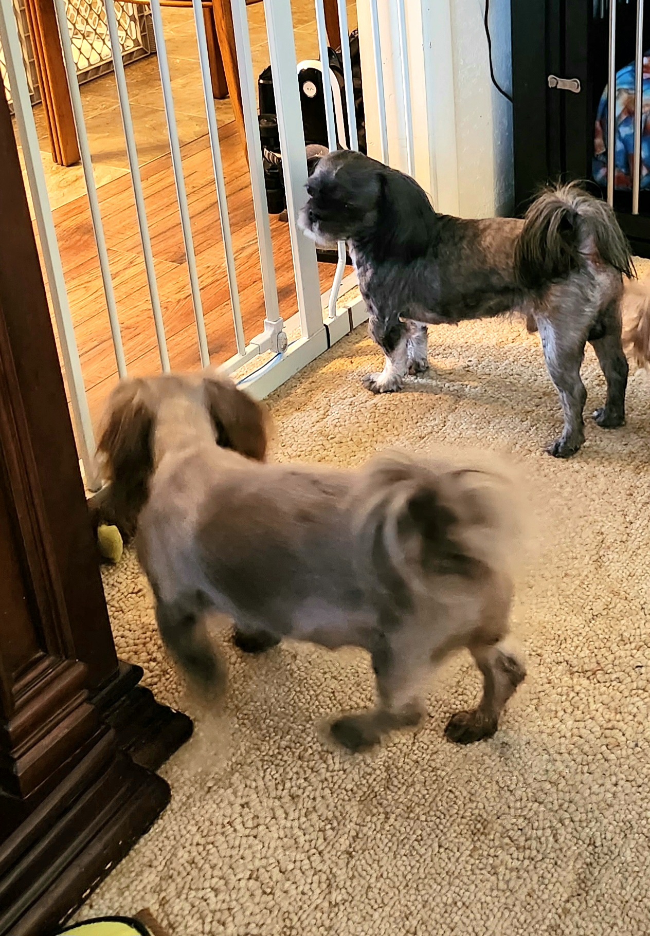 Spunky - Shih Tzu