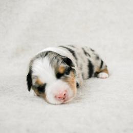 Valley - Blue merle female Australian Shepherd puppy in Aberdeen, North Carolina from Huckleberry Hill Aussies LLC.