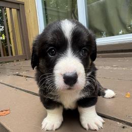 Iris - Brindle and white female Cardigan Welsh Corgi puppy in Wekiwa Springs, Florida from It is Corgiland