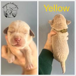 Yellow - Champagne female Dilute Retriever puppy in Ste. Genevieve, Missouri from Megans Labradors