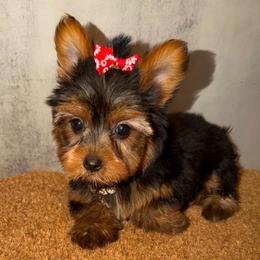 Baby doll - Black and gold female Yorkshire Terrier puppy in Maple Heights, Ohio from Yorkiesllc