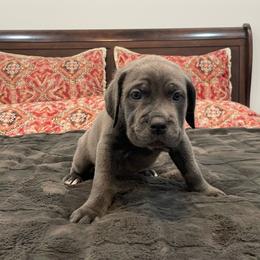 Bubbles - Gray female Cane Corso puppy in San Isidro, Texas from MTZCC Ranch, LLC