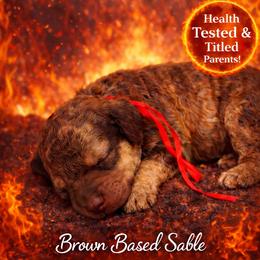 Nova - Sable female Poodle puppy in Troy, Alabama from Redmond Rose Kennel