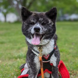 Toya - Japanese Akitainu