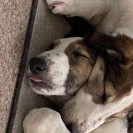Borzoi Puppies from Oronzova Borzoi