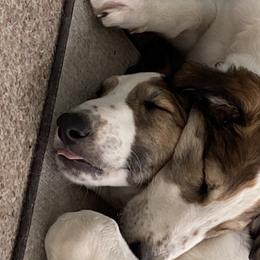 Borzoi Puppies from Oronzova Borzoi