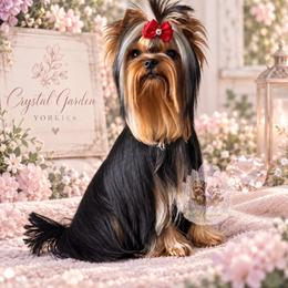 Zaza - Yorkshire Terrier