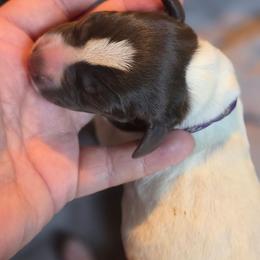 Purple girl - Liver and white female German Shorthaired Pointer puppy in Kenai, Alaska from LakeHaus Kennels
