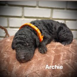 Archie - Black male Poodle puppy in Athens, Georgia from Alexander’s Standard Poodles