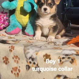 Pembroke Welsh Corgi Puppies from Running Hills Pembroke Corgi
