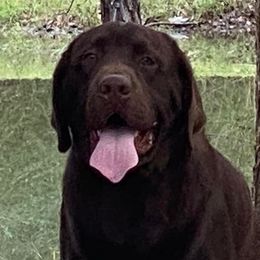 Zeus - Labrador Retriever