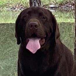 Zeus - Labrador Retriever