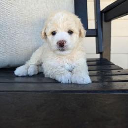 Asher - Apricot male Goldendoodle puppy in Leander, Texas from Doodle Doula