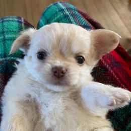 Boy 1 - Cream male Chihuahua puppy in Chino Valley, Arizona from Lane’s Little Longhairs