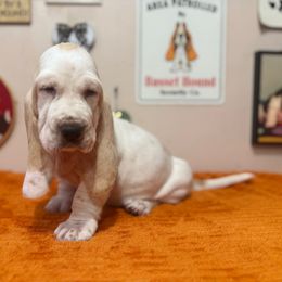 Blondie - Red and white female Basset Hound puppy in Pilot Mtn, North Carolina from Lowdown Love Basset Hounds