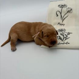 Light Pink - Yellow female Labrador Retriever puppy in Heath Springs, South Carolina from Rich Hill Retrievers