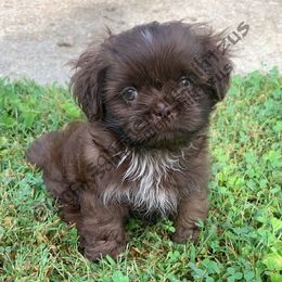 Shih Tzus from Chrysanthemum Shih Tzu
