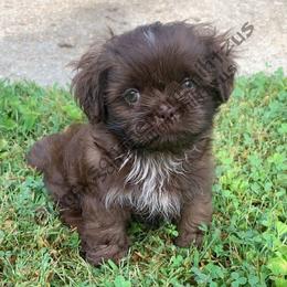 Shih Tzus from Chrysanthemum Shih Tzu