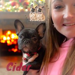 Cider - French Bulldog puppy from Waters Edge French Bulldogs LLC