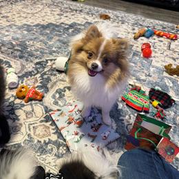 Lily - Pomeranian