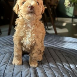 Poodle Puppies from Noelle Poodles