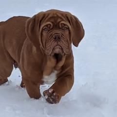 Dogues de Bordeaux and Whippets from Bloom's County Kennel