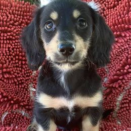 Dachshunds from PrairieHill Dachshunds
