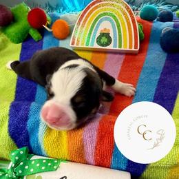 Lucky - Black and tan male Pembroke Welsh Corgi puppy in Salisbury, Maryland from Coastal Corgis