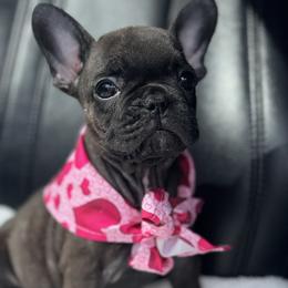 French Bulldog and Goldendoodle Puppies from Haus of Pawz