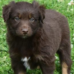 HUXLEY - Red tri-color male Australian Shepherd puppy in Nowata, Oklahoma from 4Feathers