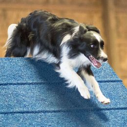 Border Collies from Ruth's Border Collies