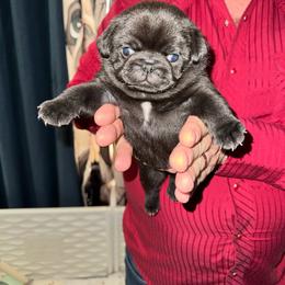 Mr Blue - Black male Pug puppy in Arlington, Washington from Sweet Potato Pugs