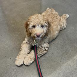 Goldendoodle and Golden Mountain Doodle All Grown Up from Howard Hills Doodles