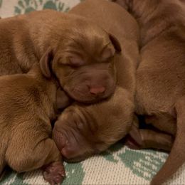 Girl 8 - Yellow female Labrador Retriever puppy in Wardensville, West Virginia from Sager’s Labrador Puppies