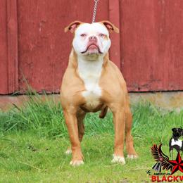 UKC Champion Echo - White and red female American Bulldog puppy in Vancouver, Washington from Blackwell's American & French Bulldogs